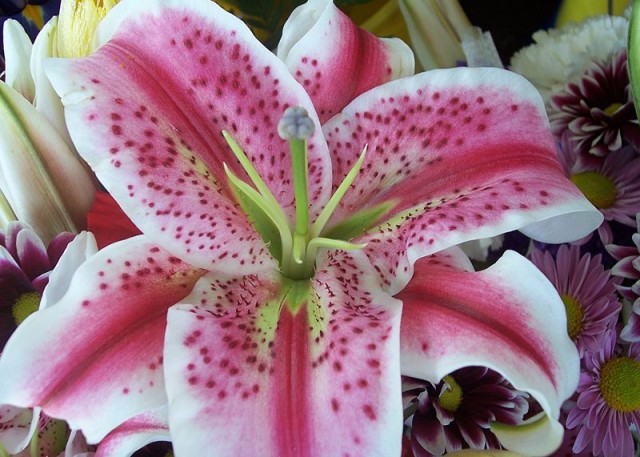 lilium  stargazer.jpg