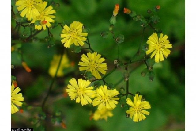 youngia japonica 黃鵪菜.jpg