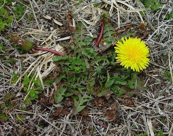 taraxacum erythrospermum蒲公英.jpg