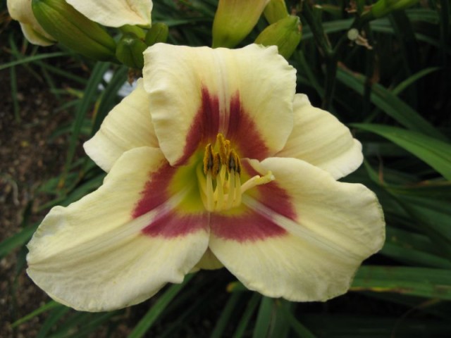 Daylily Raspberry Candy.jpg