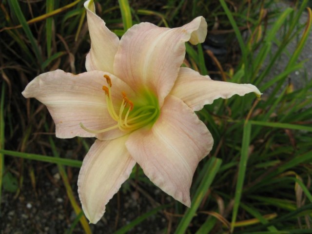 Daylily Luxury Lace.jpg