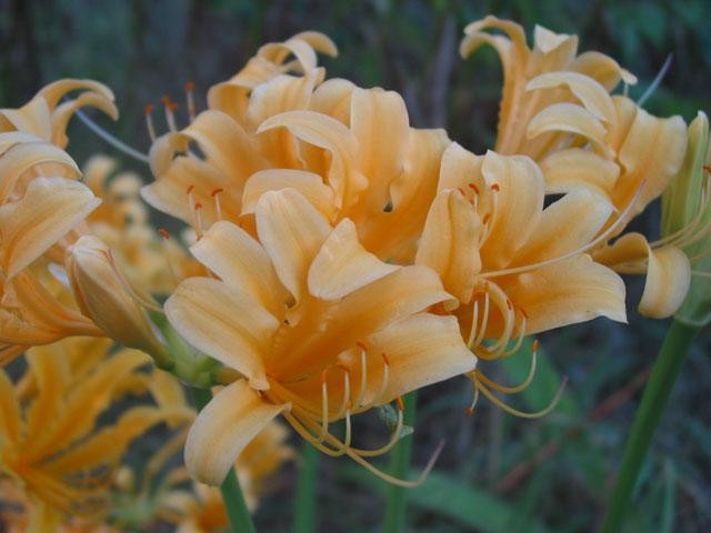 lycoris chinensisxlongituba.jpg