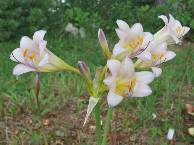 Lycoris_sprengeriXlongituba_JLM.jpg