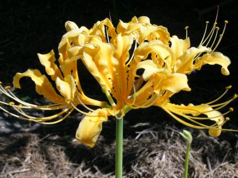 lycoris chinensis.jpg