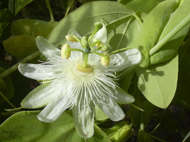 800px-Starr_031114-0020_Passiflora_subpeltata.jpg