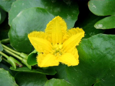 Nymphoides peltata荇菜.jpg