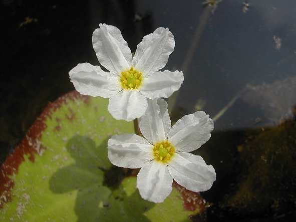 Nymphoides  龍骨瓣莕菜.jpg