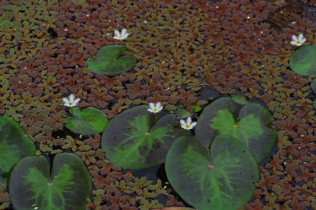 Nymphoides lungtanensis龍潭莕菜.jpg