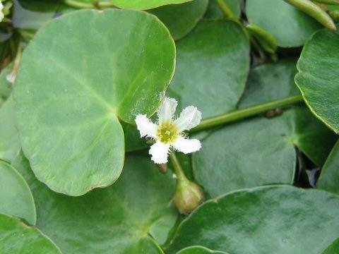 Nymphoides coreana小莕菜.jpg