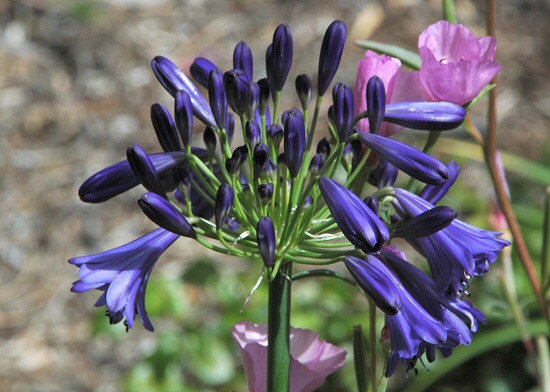 Agapanthus_hybrid_dark_msi.jpg