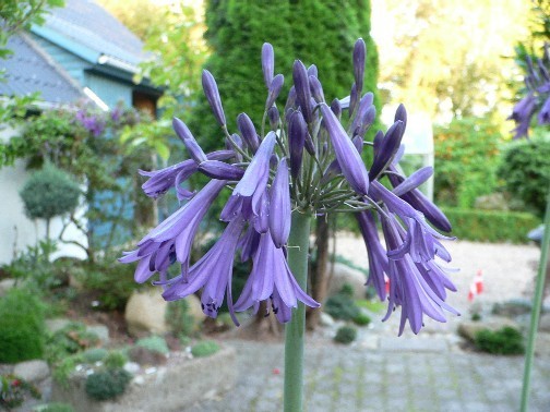 Aga_%20inapertus%20pendula%20violet.jpg