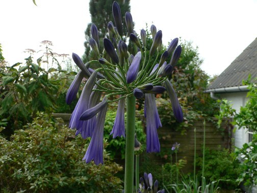 Agapanthus%20inapertus%20Pendula.jpg