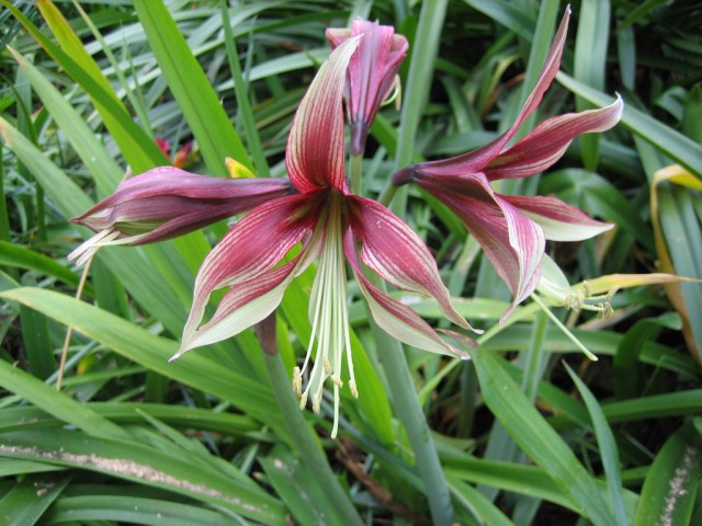 Hippeastrum cybister hybrid.jpg