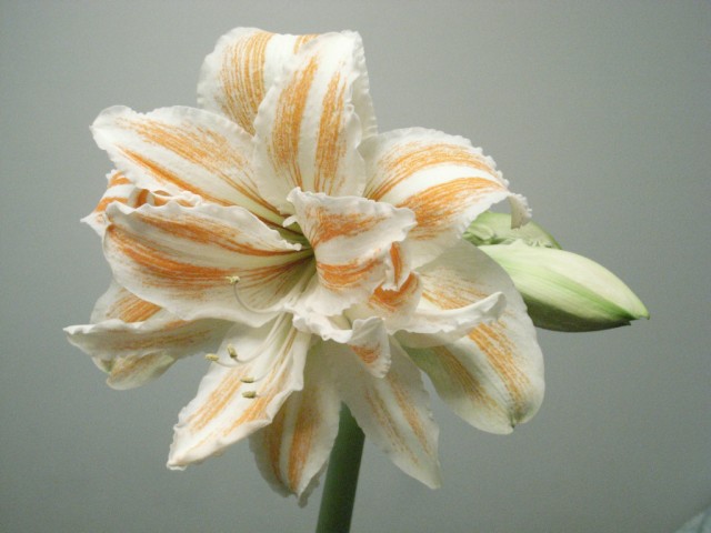 Hippeastrum Nymh.jpg