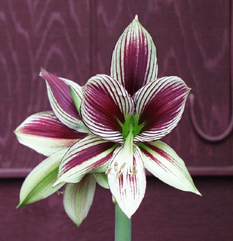 Hippeastrum_papilio-1m.jpg