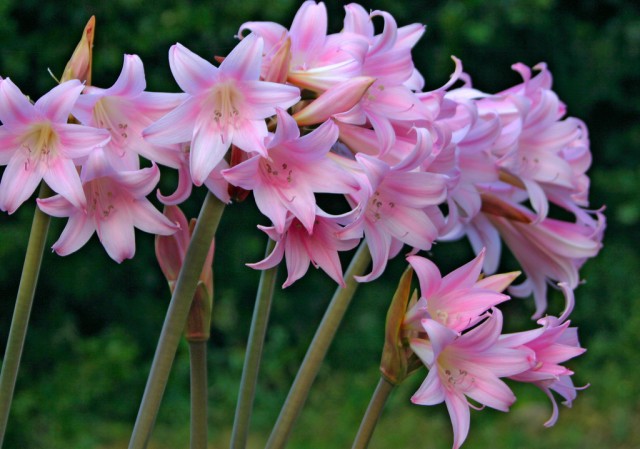 pink Amaryllis.jpg