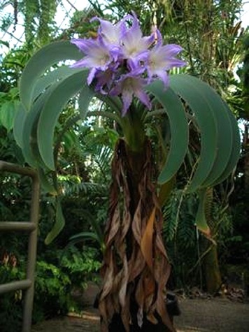 blue amaryllis.jpg