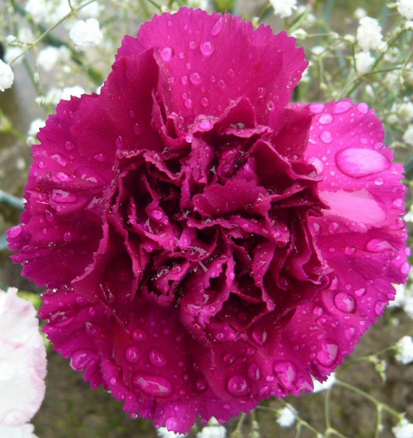 carnation 7.jpg