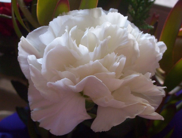 white carnation.jpg