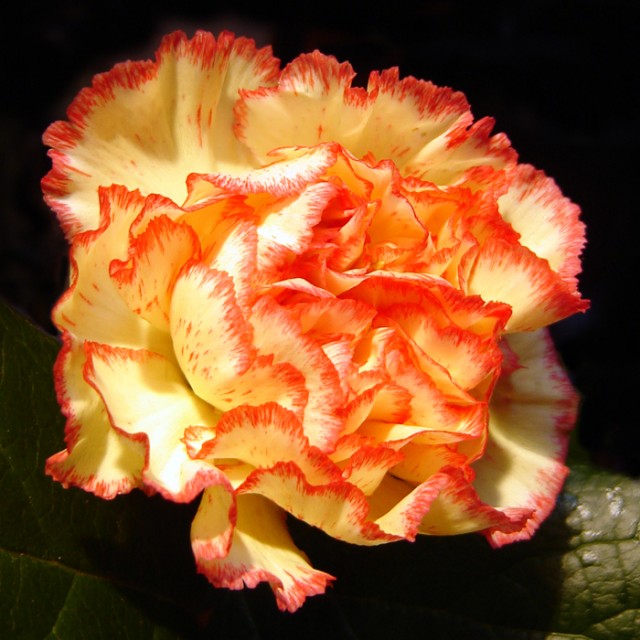 old fashioned carnation.jpg