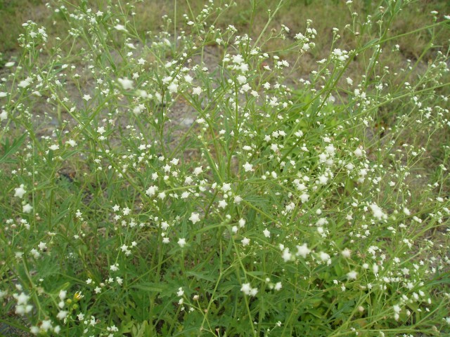 銀膠菊