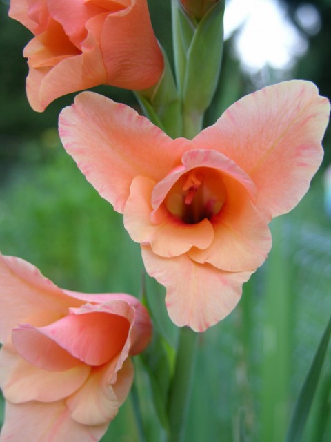 Gladiolus 5.jpg