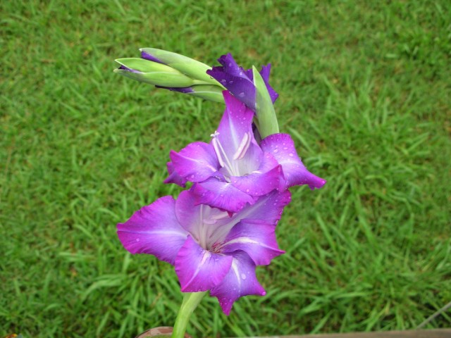 Gladiolus 6.jpg