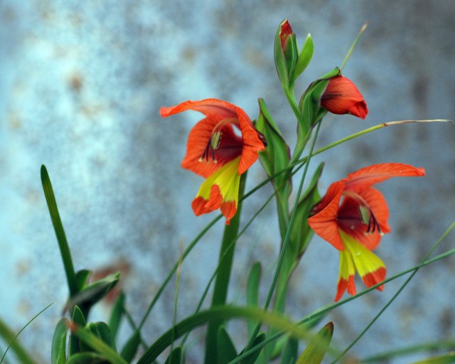 Gladiolus alatus.jpg