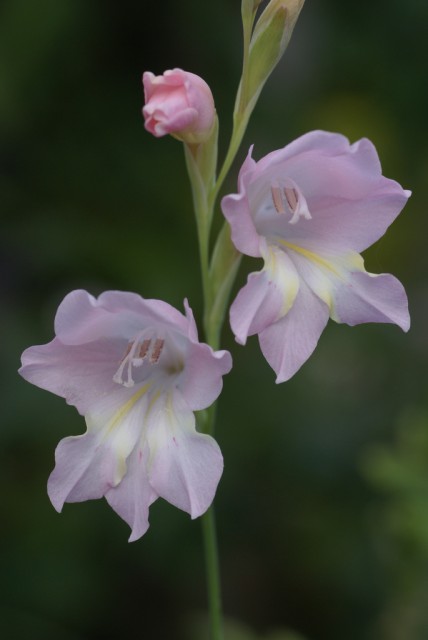 Gladiolus brevifolius.jpg