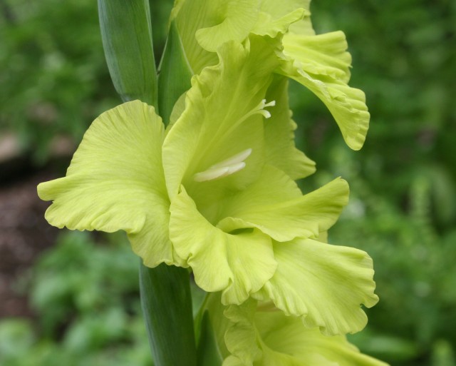 Gladiolus Green star.jpg