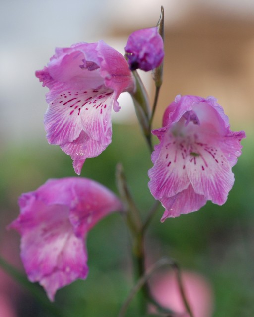 Gladiolus hirsutus.jpg