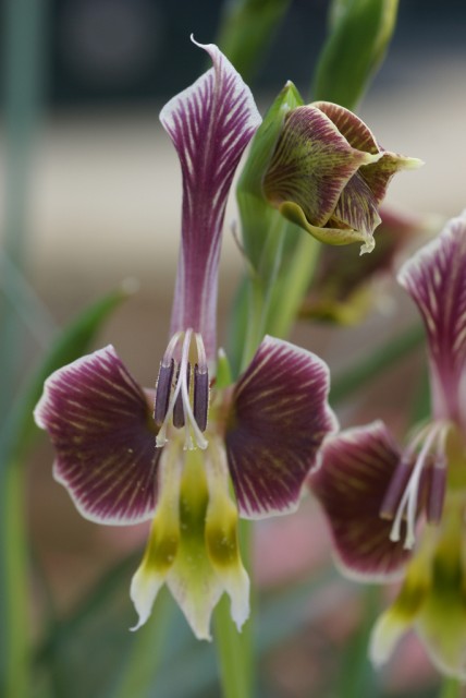 Gladiolus uysiae.jpg