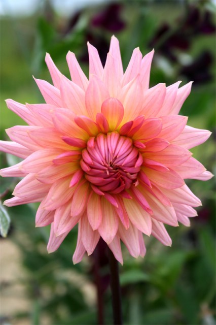 dahlia 6.jpg