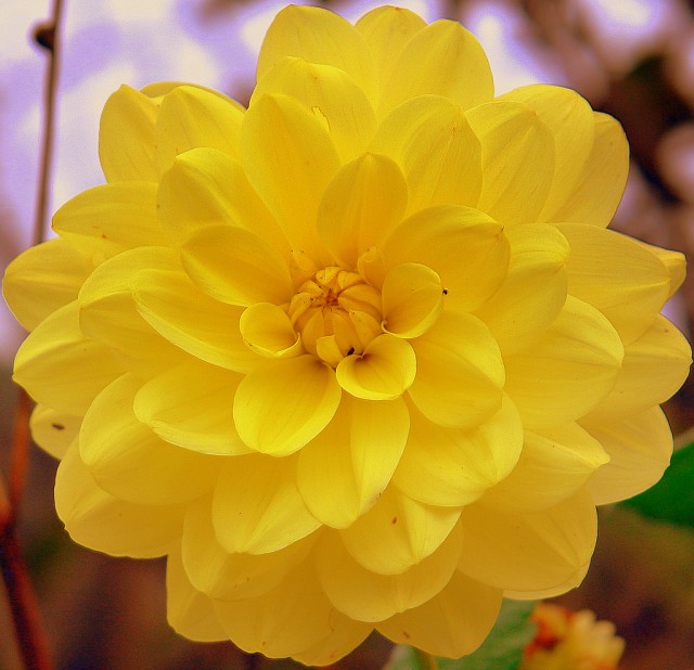 dahlia 1.jpg