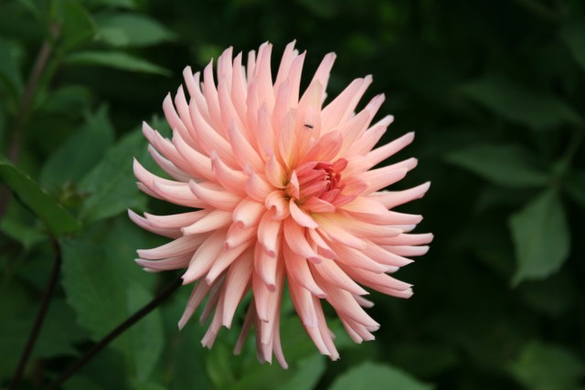 dahlia 10.jpg