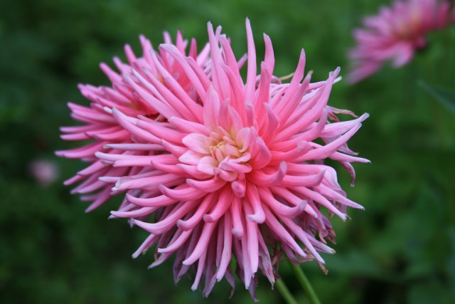 dahlia 9.jpg