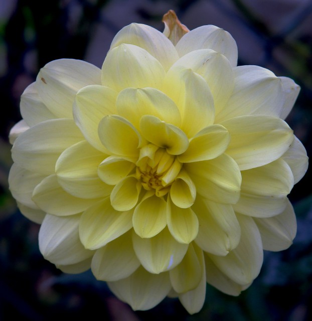 dahlia 8.jpg