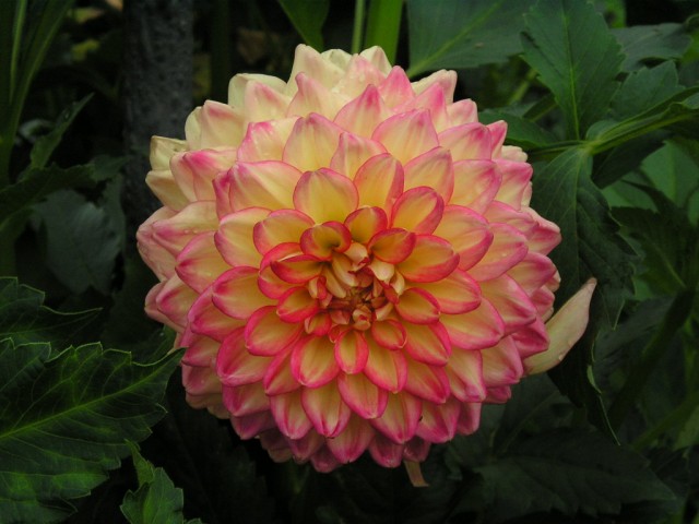 dahlia stupenda.jpg