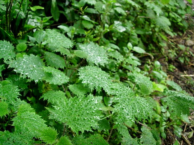 DSCN5336.JPG