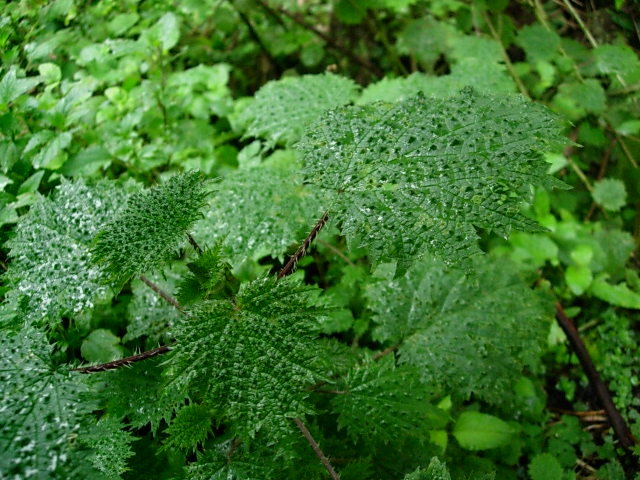 DSCN5337.JPG