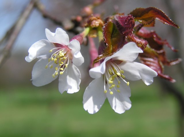 Cerasus x oneyamensis nothovar.takasawana 大峰櫻.jpg