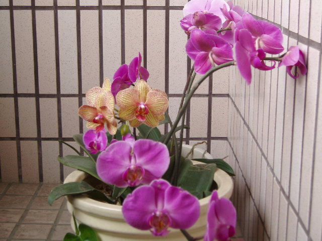 蘭花