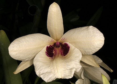 Dendrobium_albosanguineum.jpg