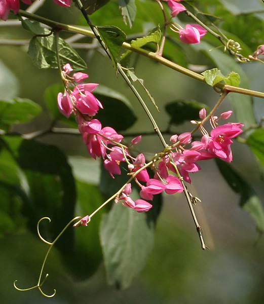 Antigonon_leptopus_(Coral_Vine)_in_Gandipet,_Hyderabad,_AP_W2_IMG_9084.jpg