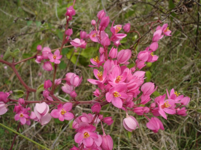 800px-Antigonon_leptopus_0.jpg