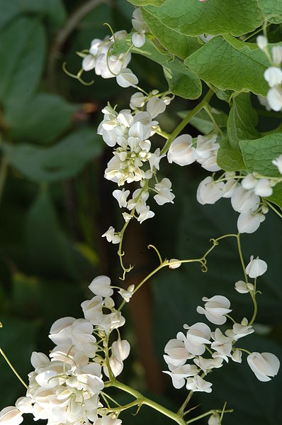 398px-Antigonon_leptopus_white1.jpg