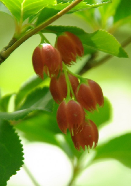 Enkianthus cernuus-紅滿天星.jpg