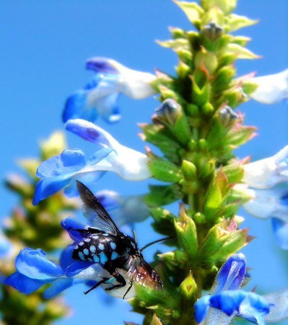 Salvia uliginosa