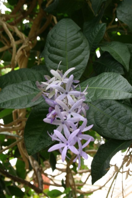 Petrea-volubilis-flowers.jpg