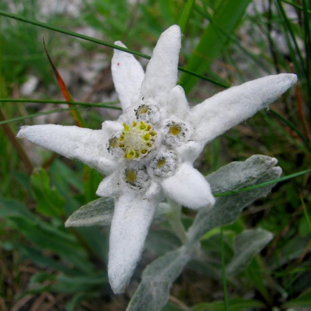 Leontopodium_alpinum_Szarotka_alpejska_01.jpg